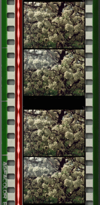 35мм позитив со стереопарой по системе «Стерео-35 кадр над кадром" из стереофильма "Майская ночь" (1952)